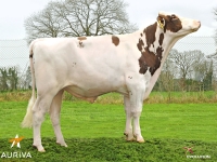 INJECT RED - Prim'Holstein